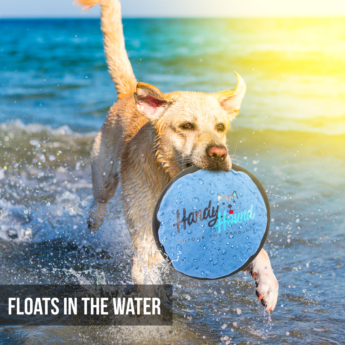 Water frisbee shop for dogs