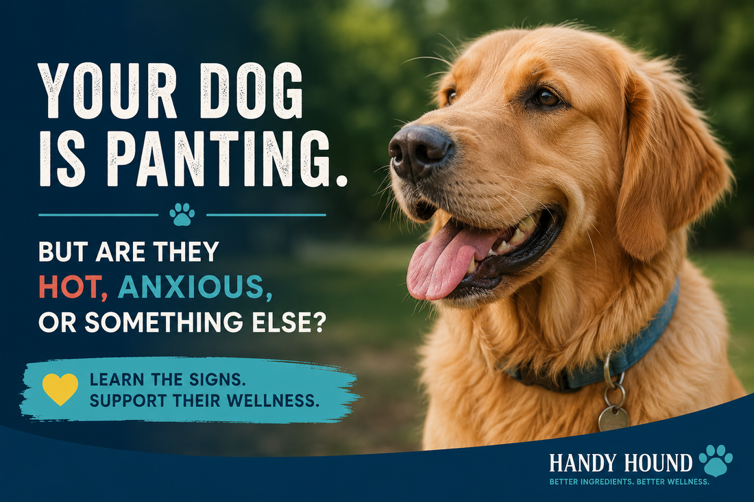 Your Dog Is Panting.