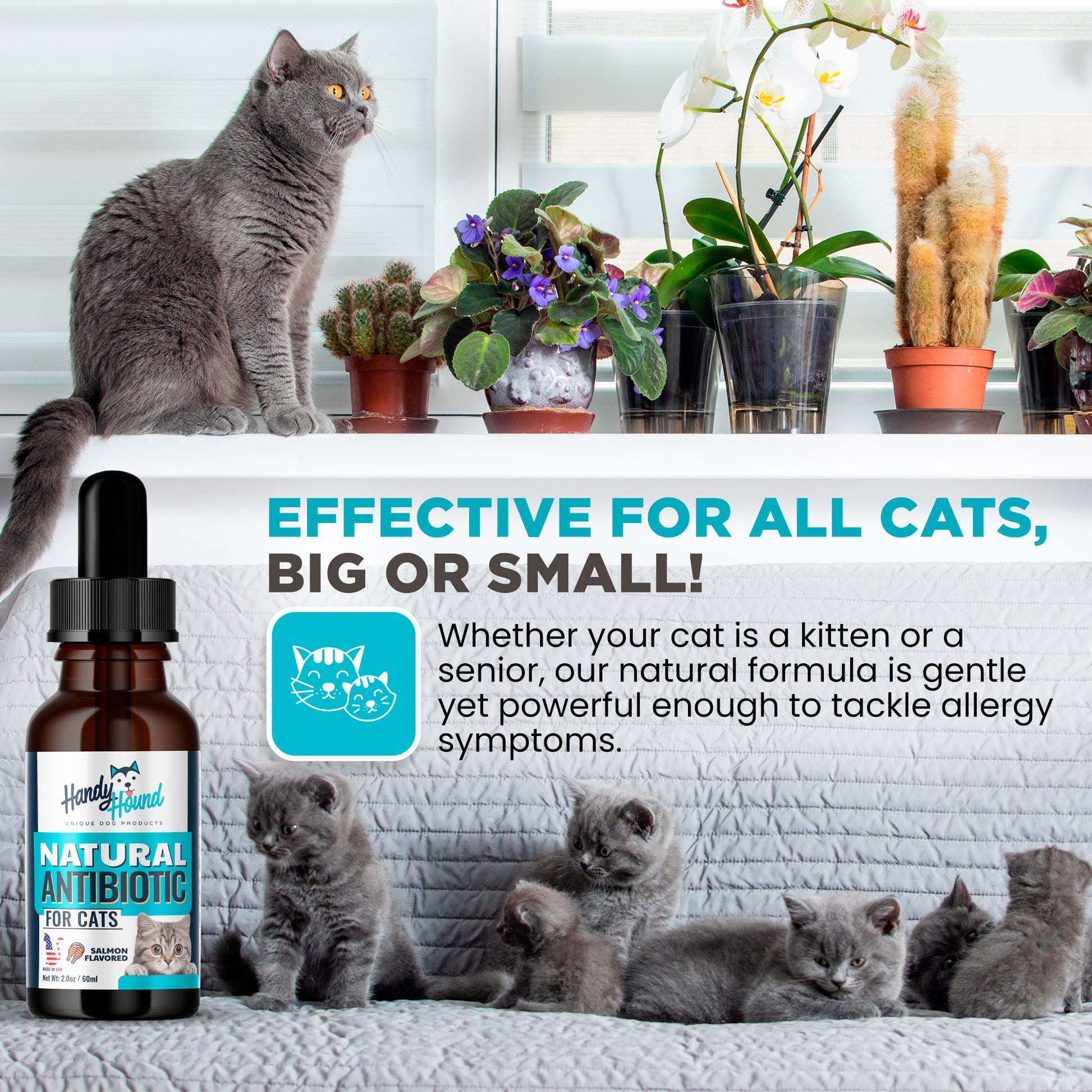 Natural Immune Support For Cats