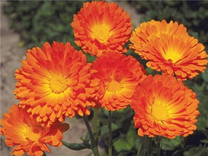 Calendula oil is a great moisturizer for dry skin and for severely chapped paws.