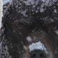 Paw Butter + SnoutScreen Bundle